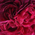 Violet - Trandafir gallica - Charles de Mills